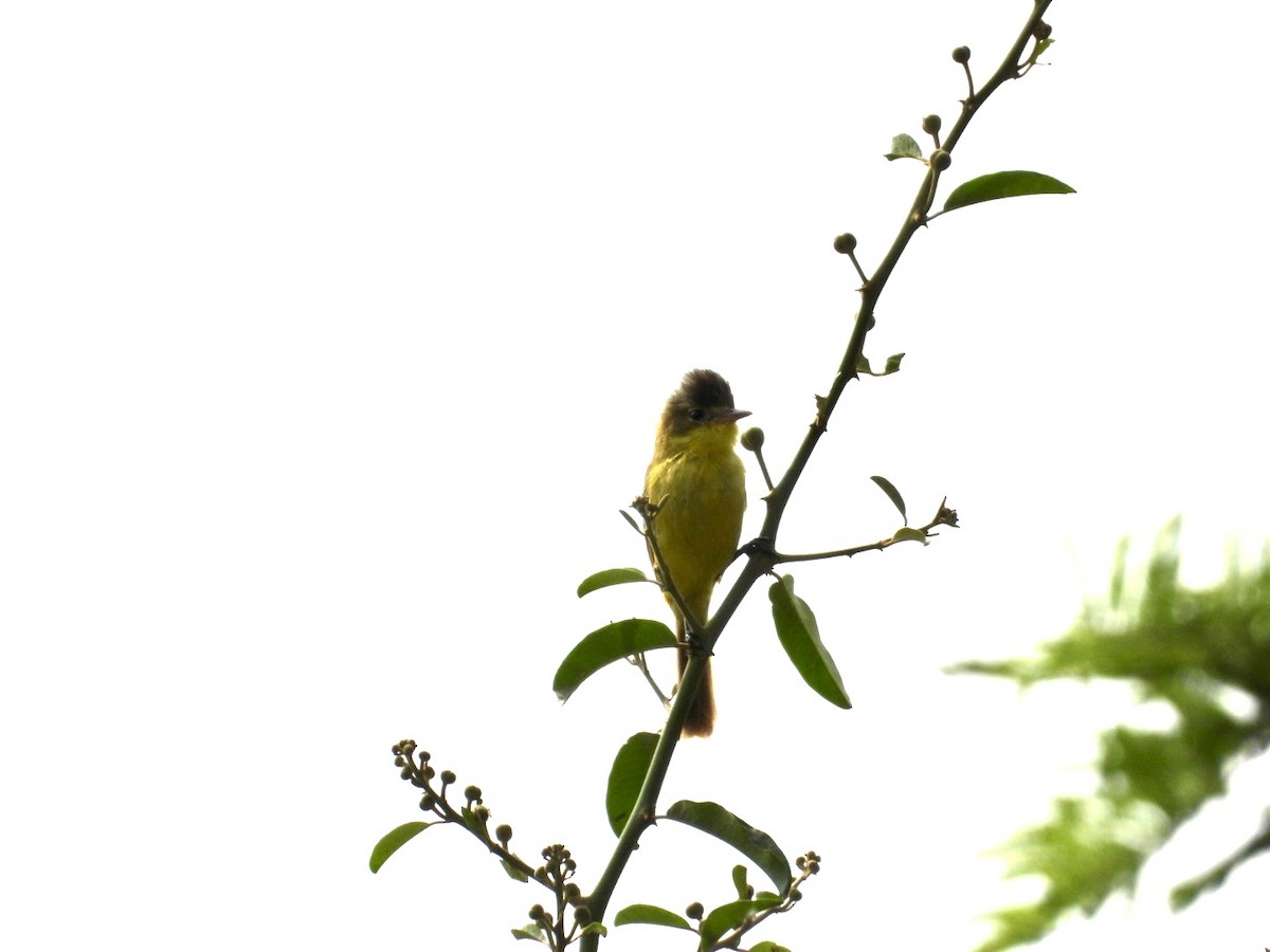 African Yellow-Warbler - ML641427200