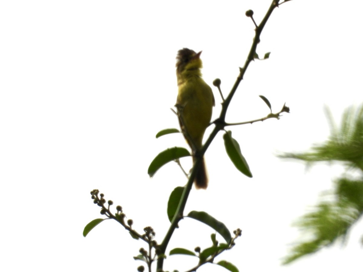 African Yellow-Warbler - ML641427201