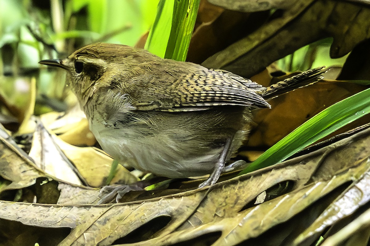 Mountain Wren - ML641427231