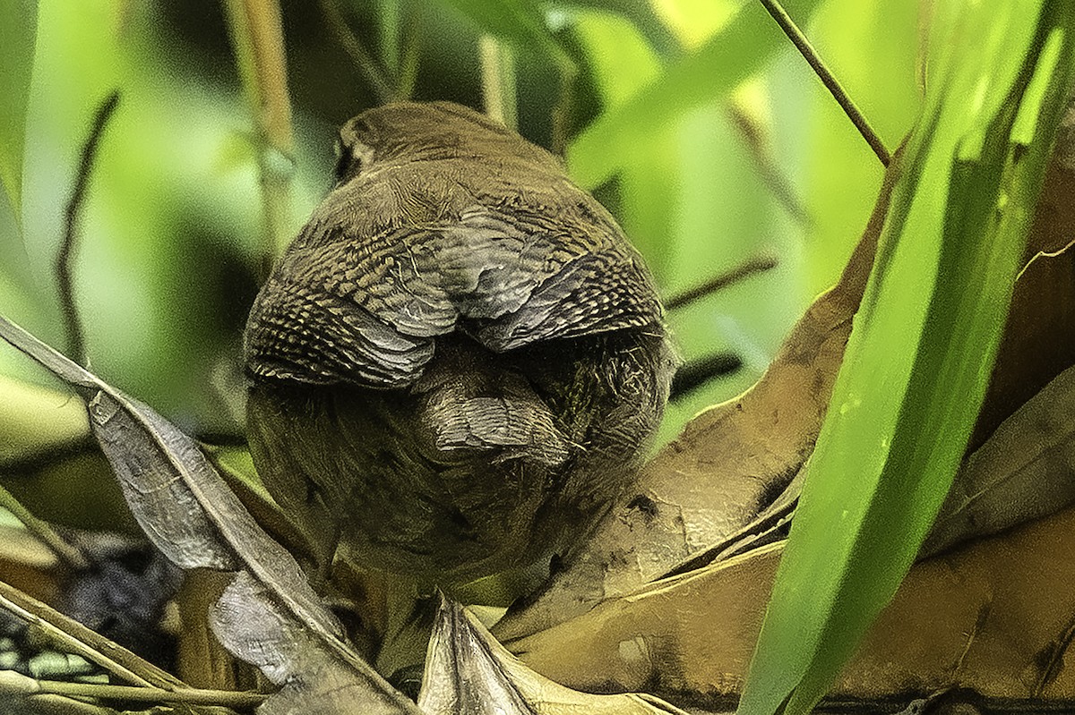 Mountain Wren - ML641427232