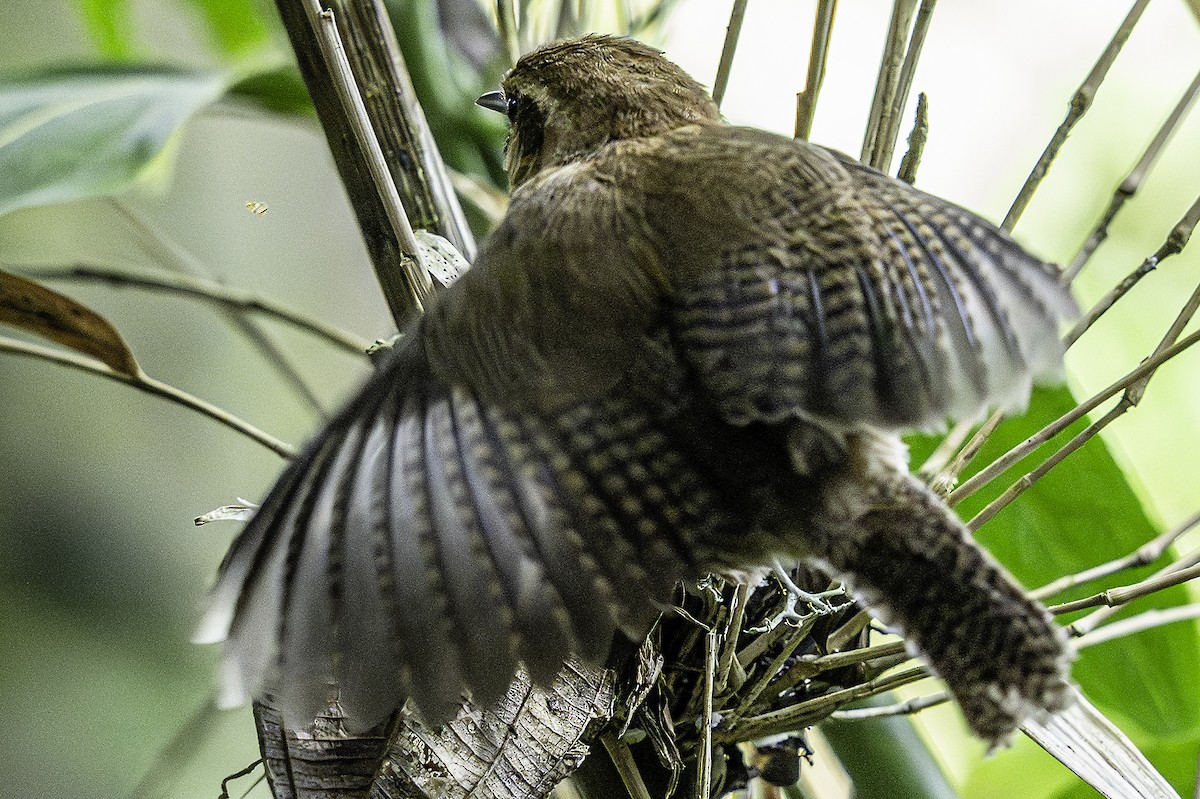 Mountain Wren - ML641427233
