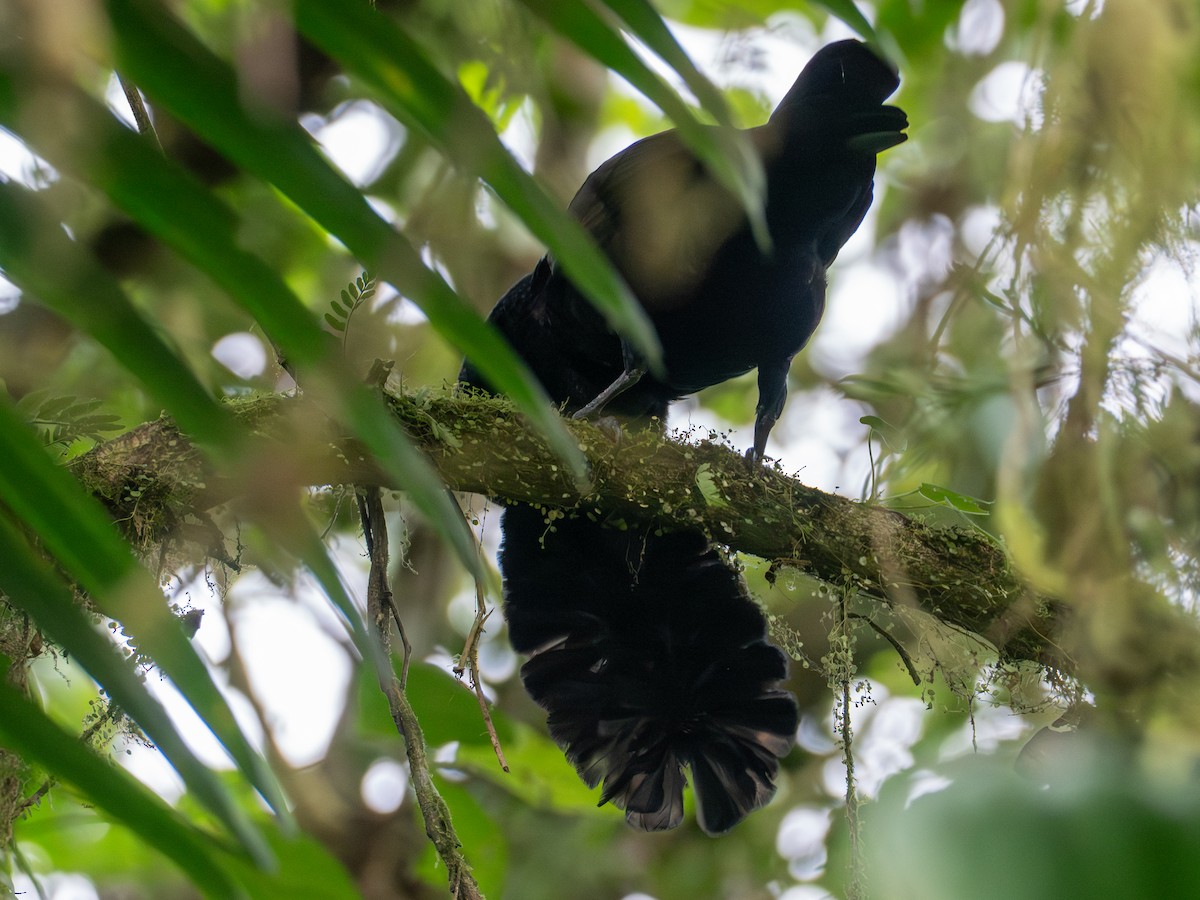 Long-wattled Umbrellabird - ML641427248