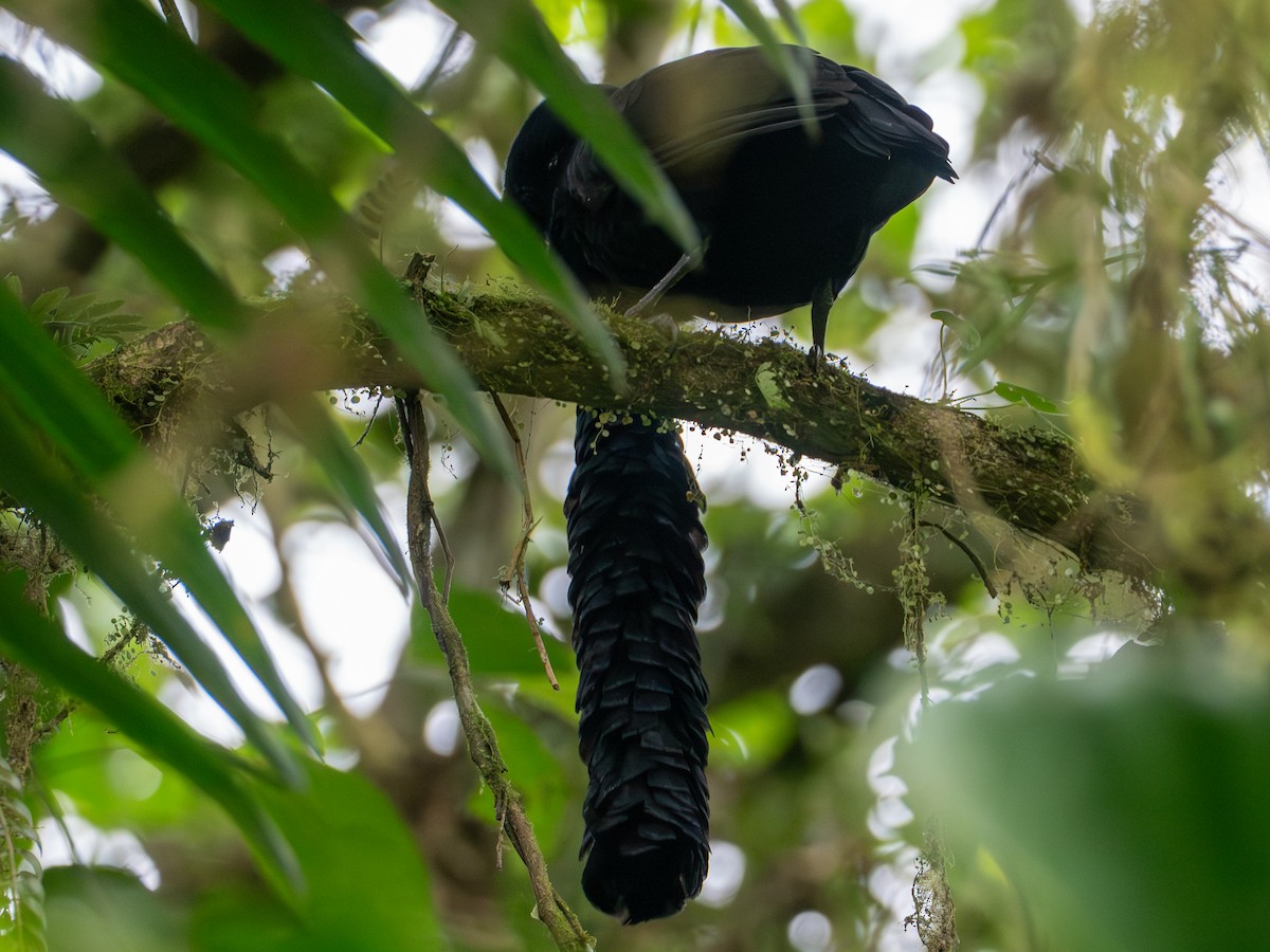 Long-wattled Umbrellabird - ML641427249