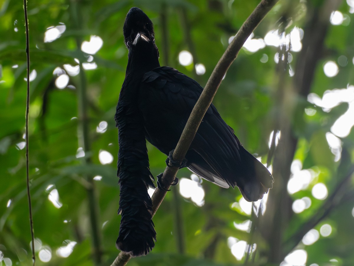 Long-wattled Umbrellabird - ML641427250