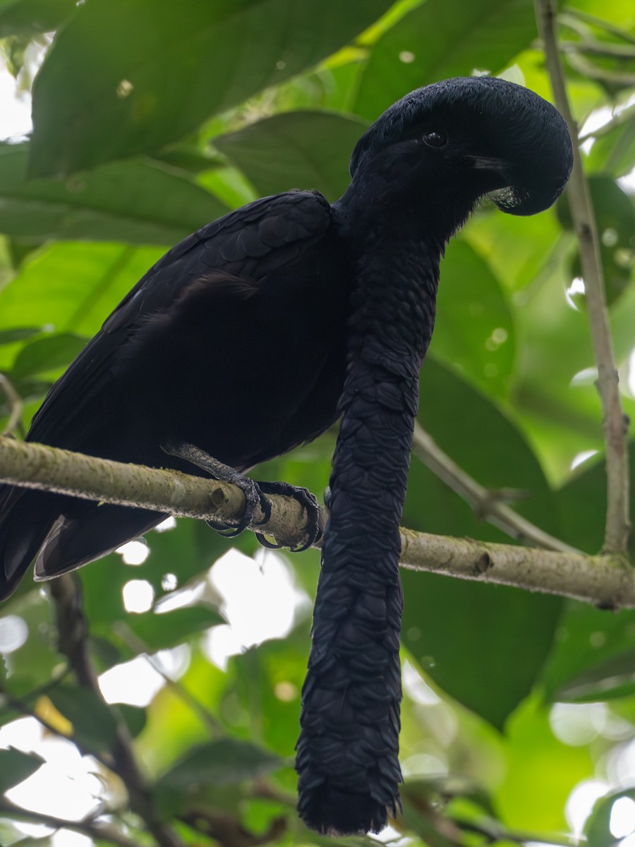 Long-wattled Umbrellabird - ML641427251