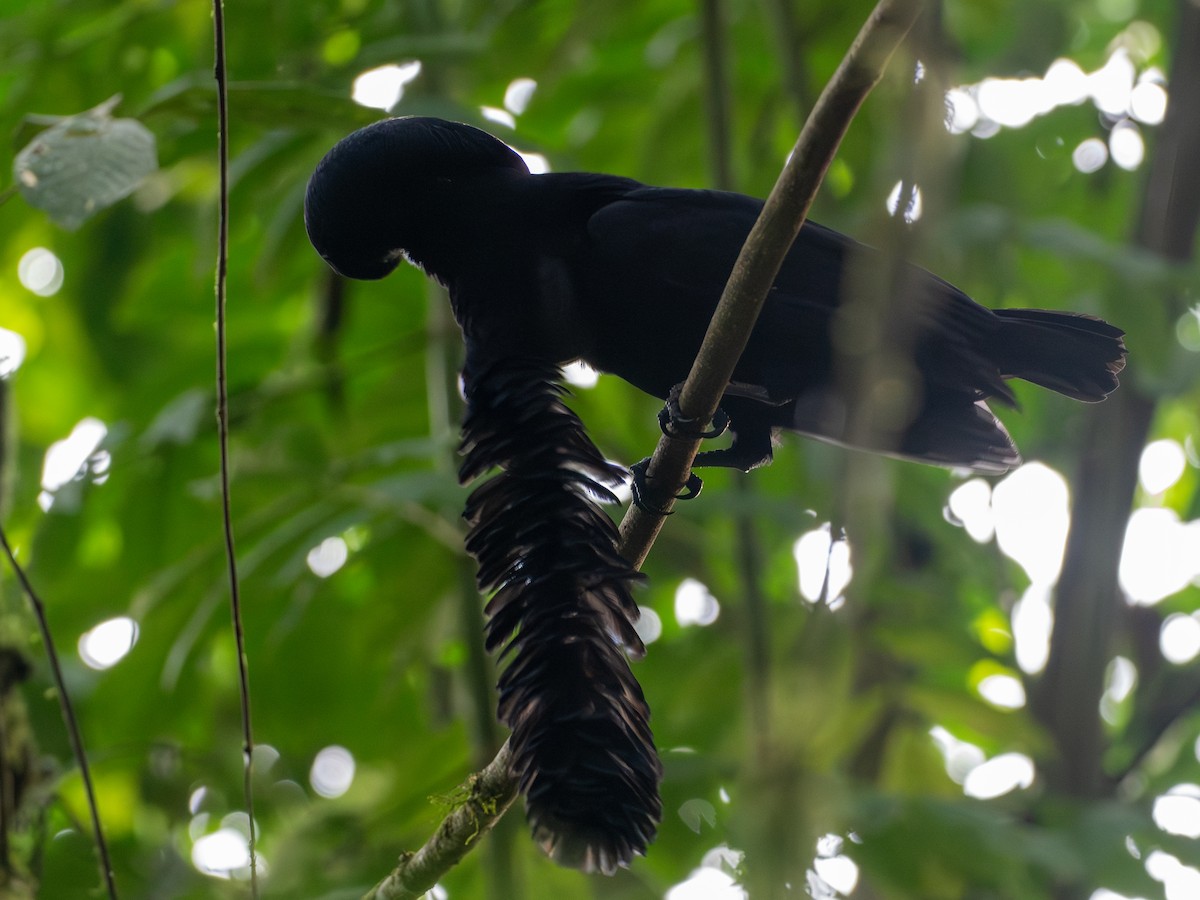 Long-wattled Umbrellabird - ML641427252