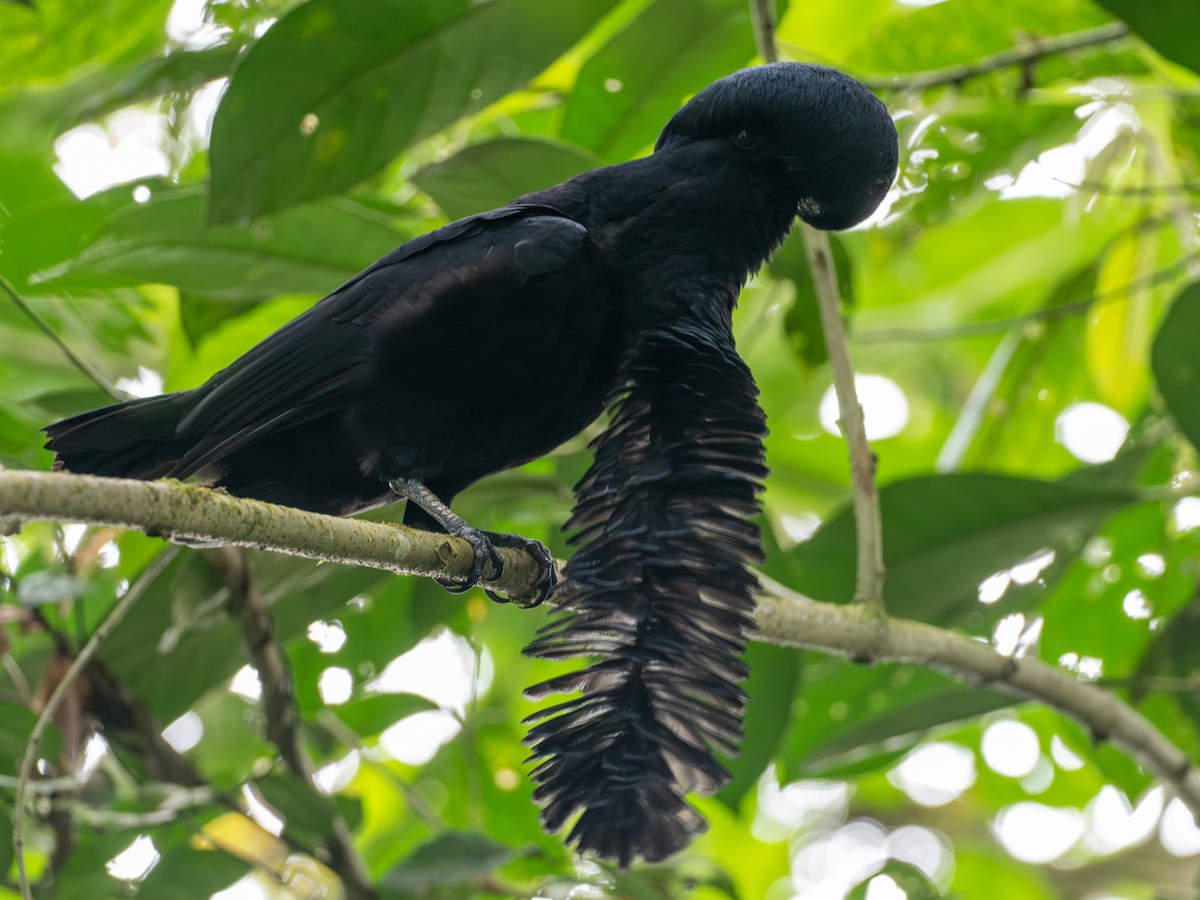 Long-wattled Umbrellabird - ML641427255