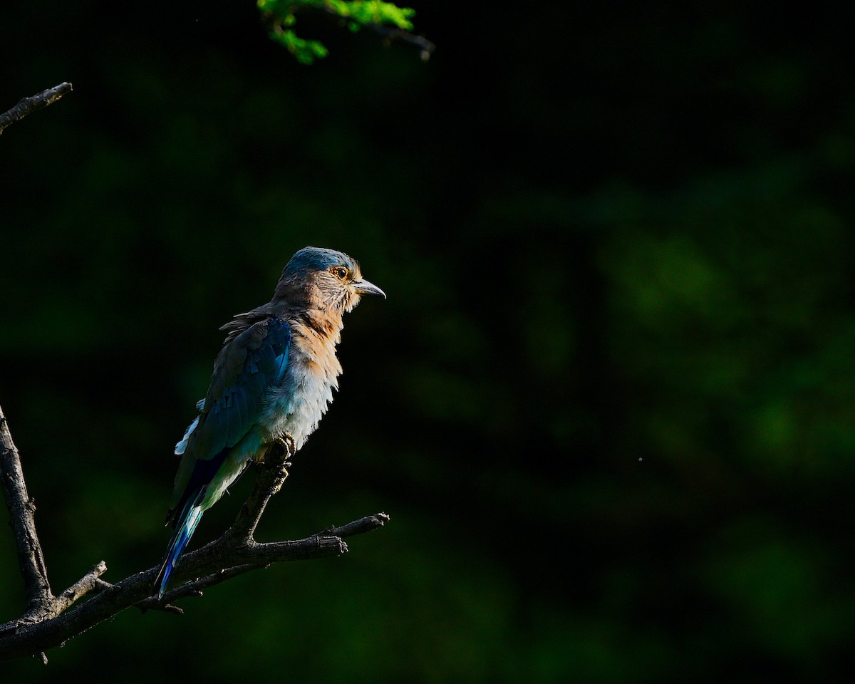Indian Roller - ML641427261