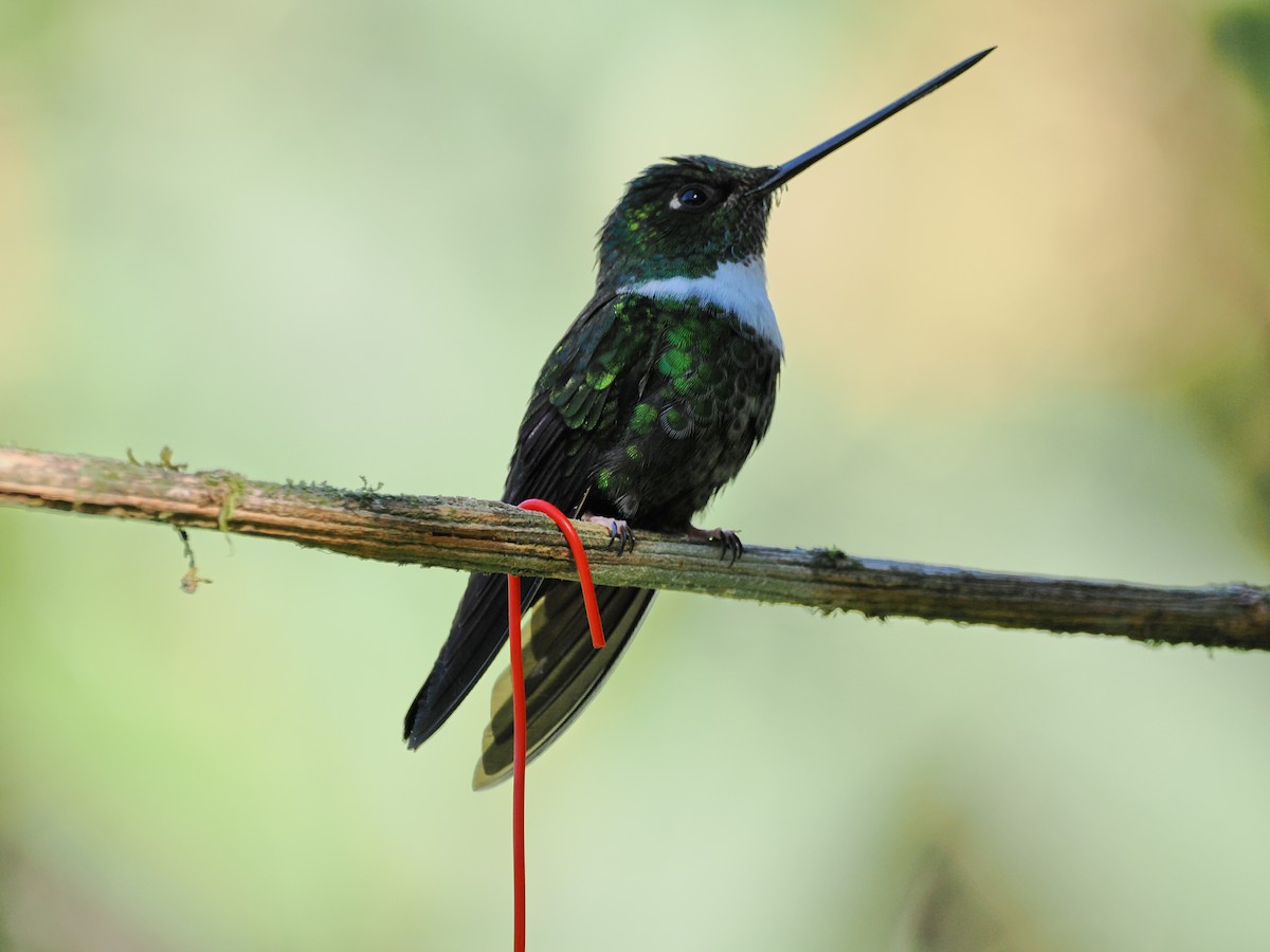Collared Inca - ML641427296