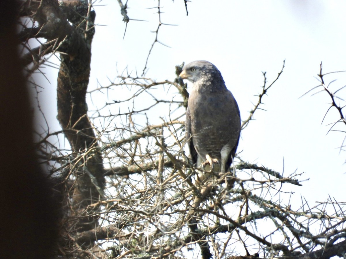 Western Banded Snake-Eagle - ML641427320
