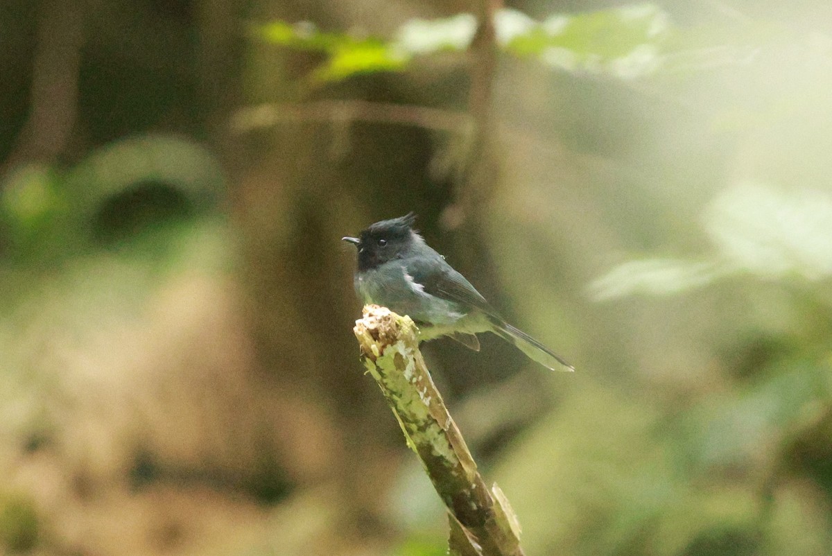 White-tailed Crested Flycatcher - ML641427322