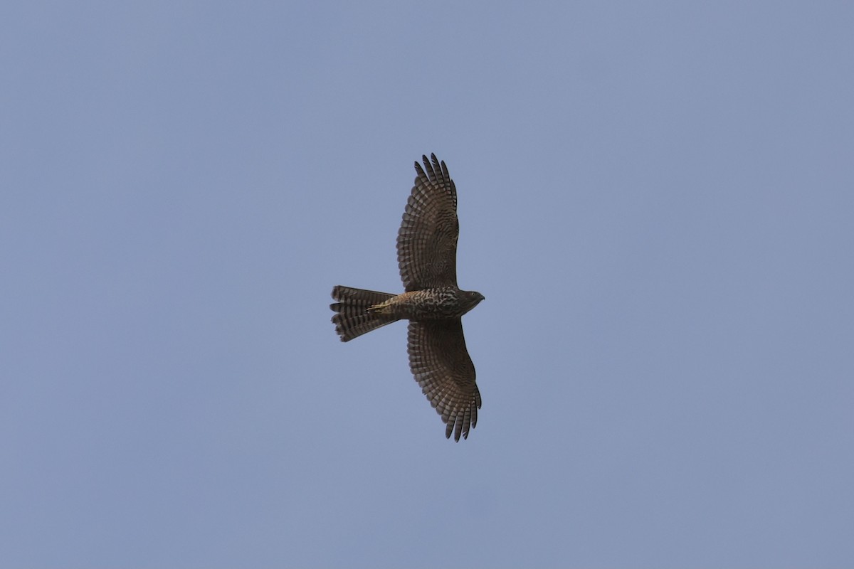 Collared Sparrowhawk - ML641427339