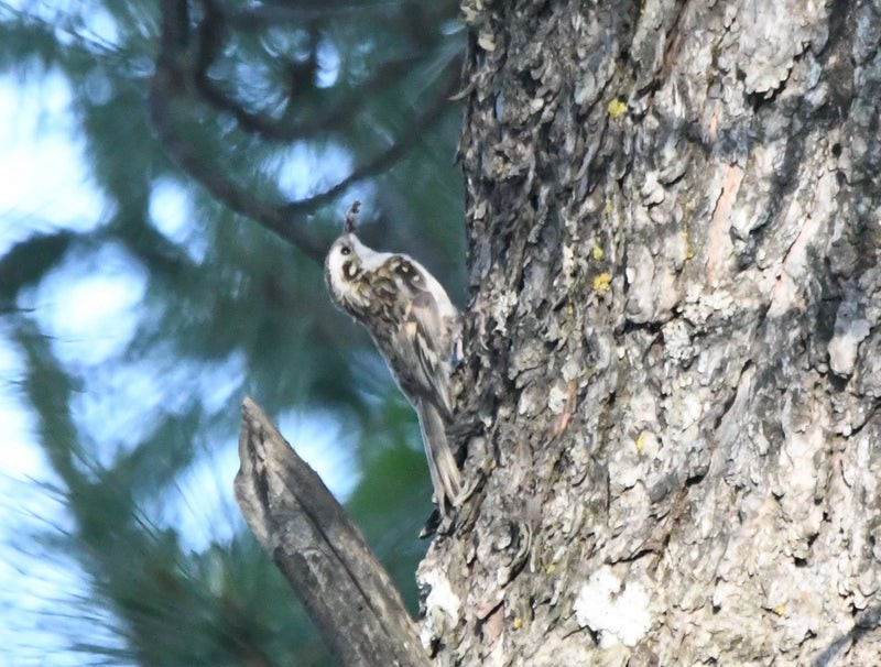 Hodgson's Treecreeper - ML641427367
