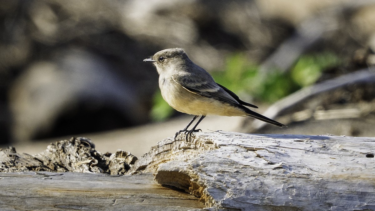 Say's Phoebe - ML641427375