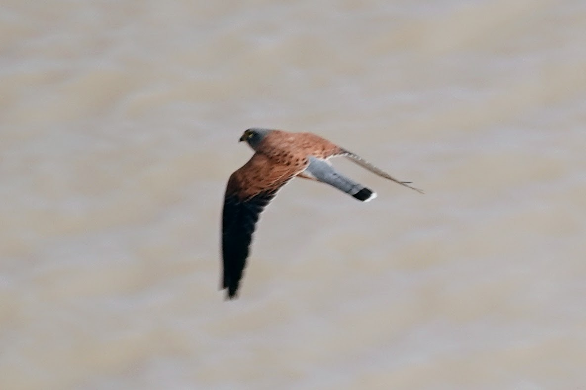 Rock Kestrel - ML641427387