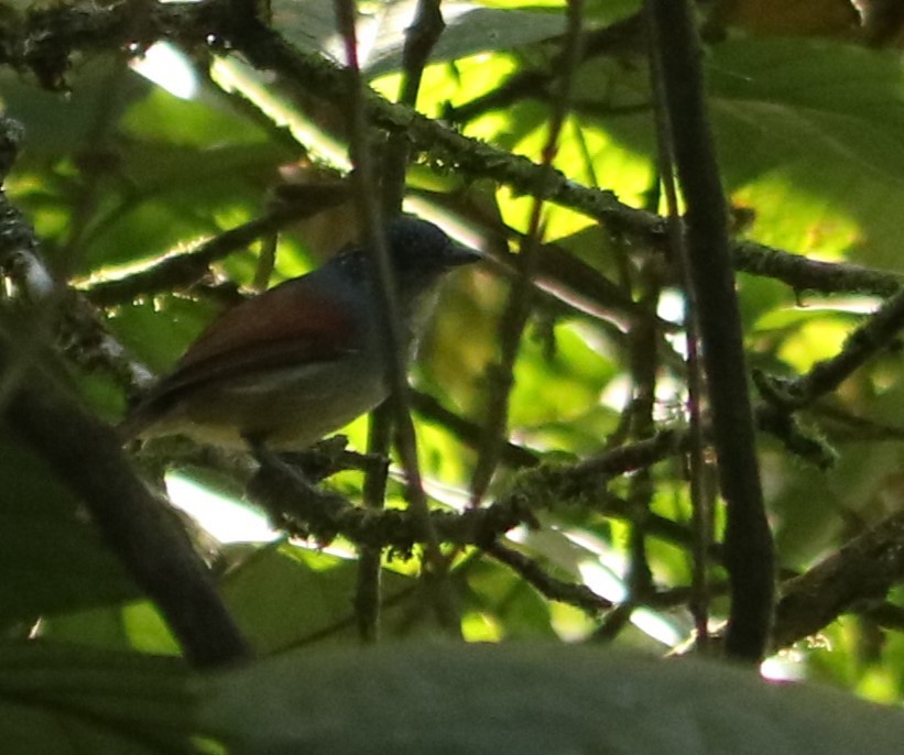Rufous-backed Antvireo - ML641427388