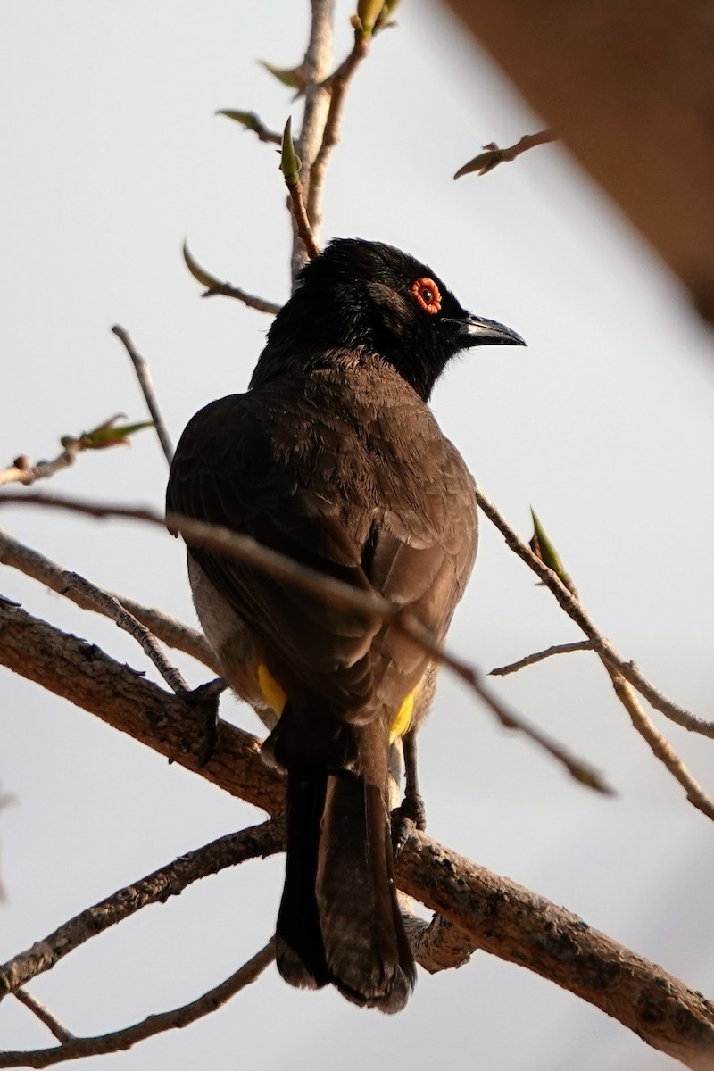 Black-fronted Bulbul - ML641427393