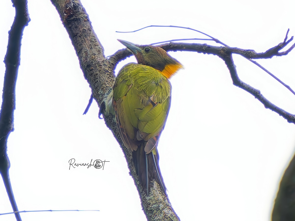 Greater Yellownape - ML641427403