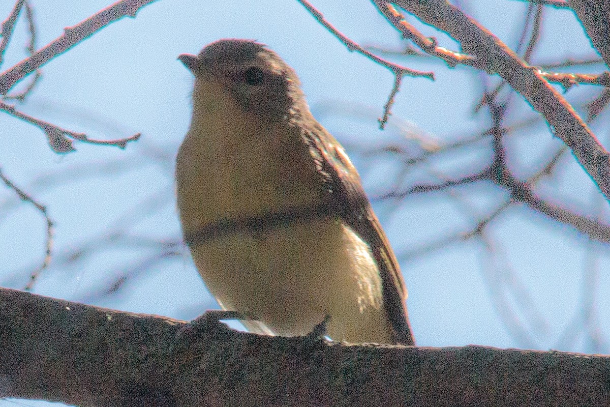 Eastern/Western Warbling Vireo - ML641427405