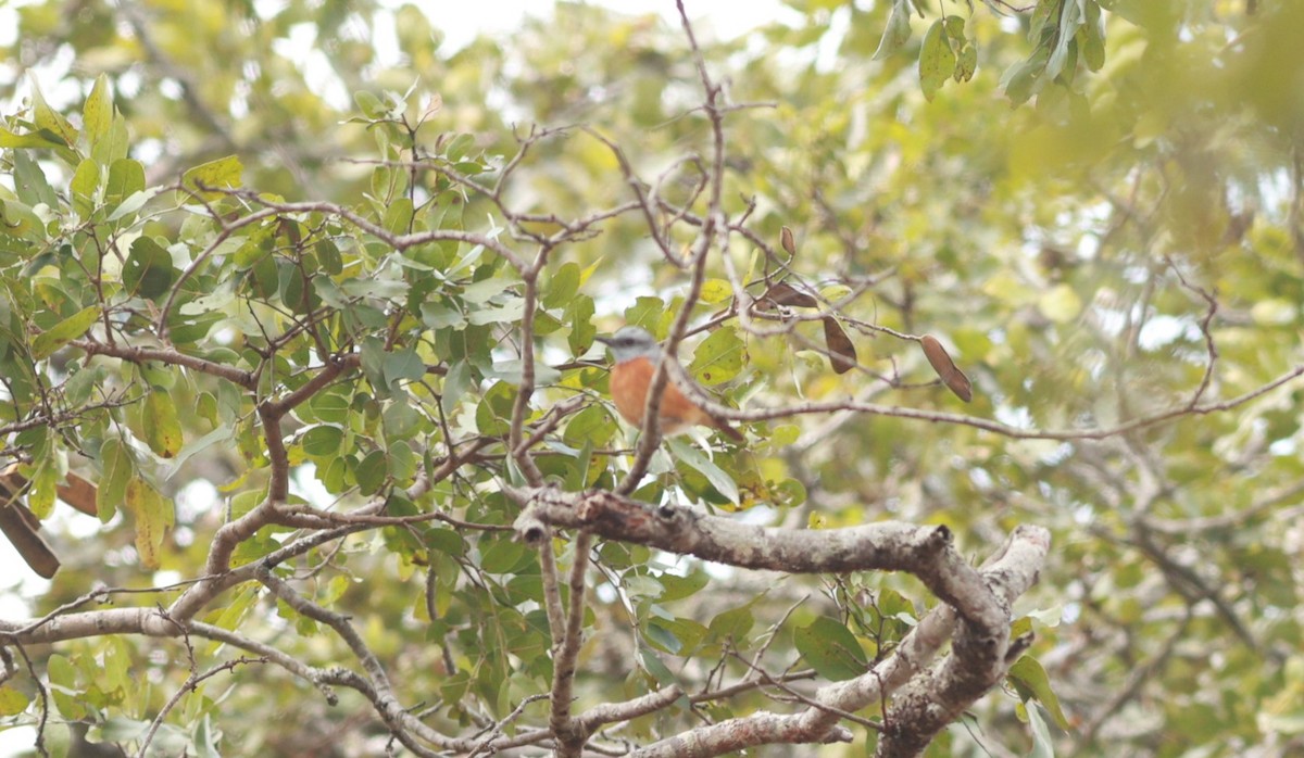 Miombo Rock-Thrush - ML641427407