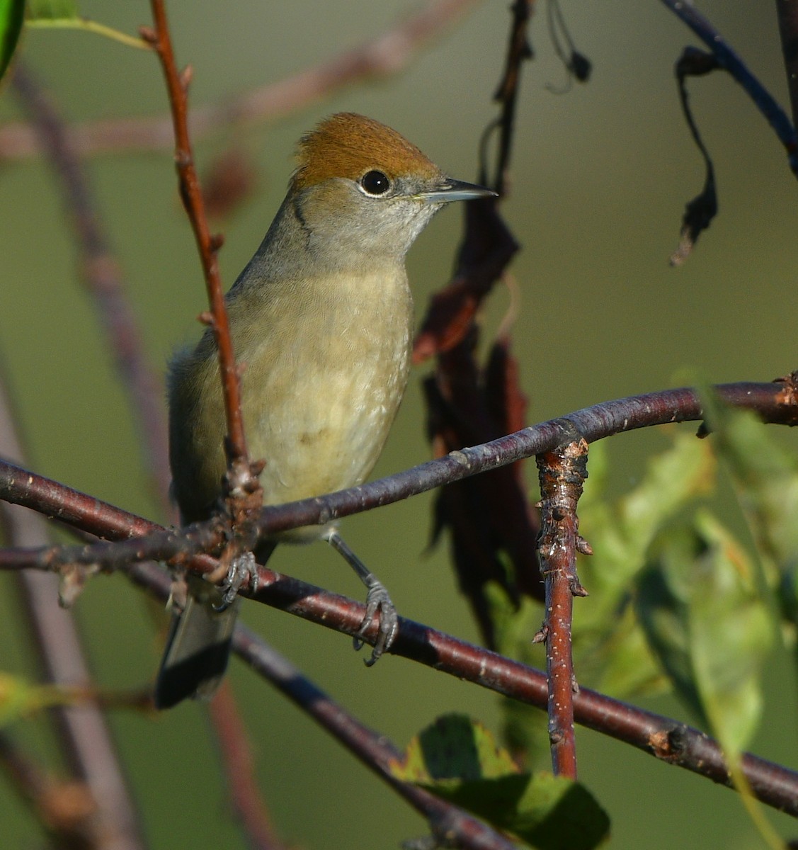 Eurasian Blackcap - ML641427410