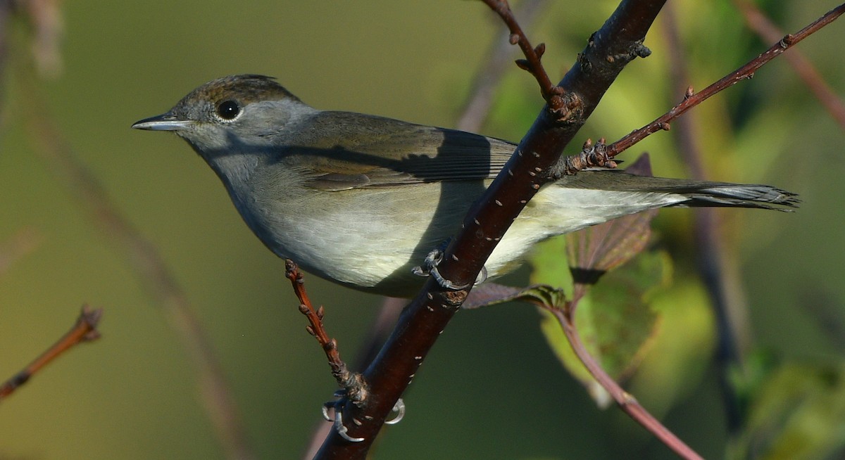 Eurasian Blackcap - ML641427411