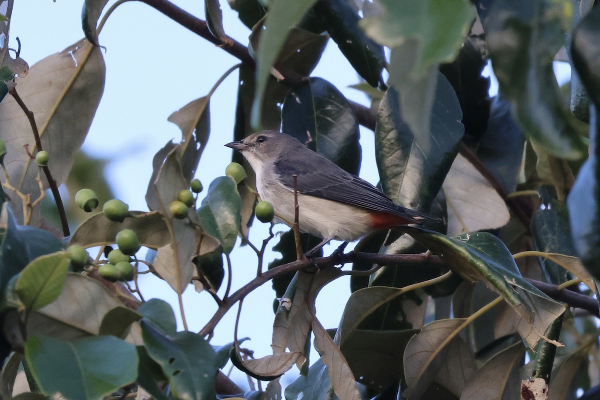 Mistletoebird - ML641427414