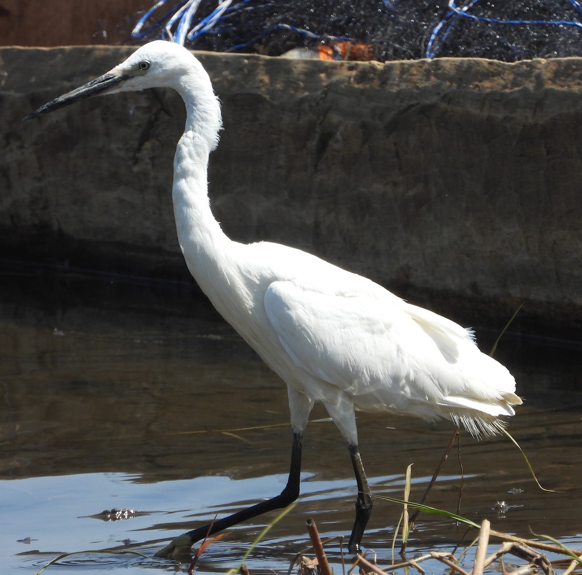 Little Egret (Western) - ML641427417