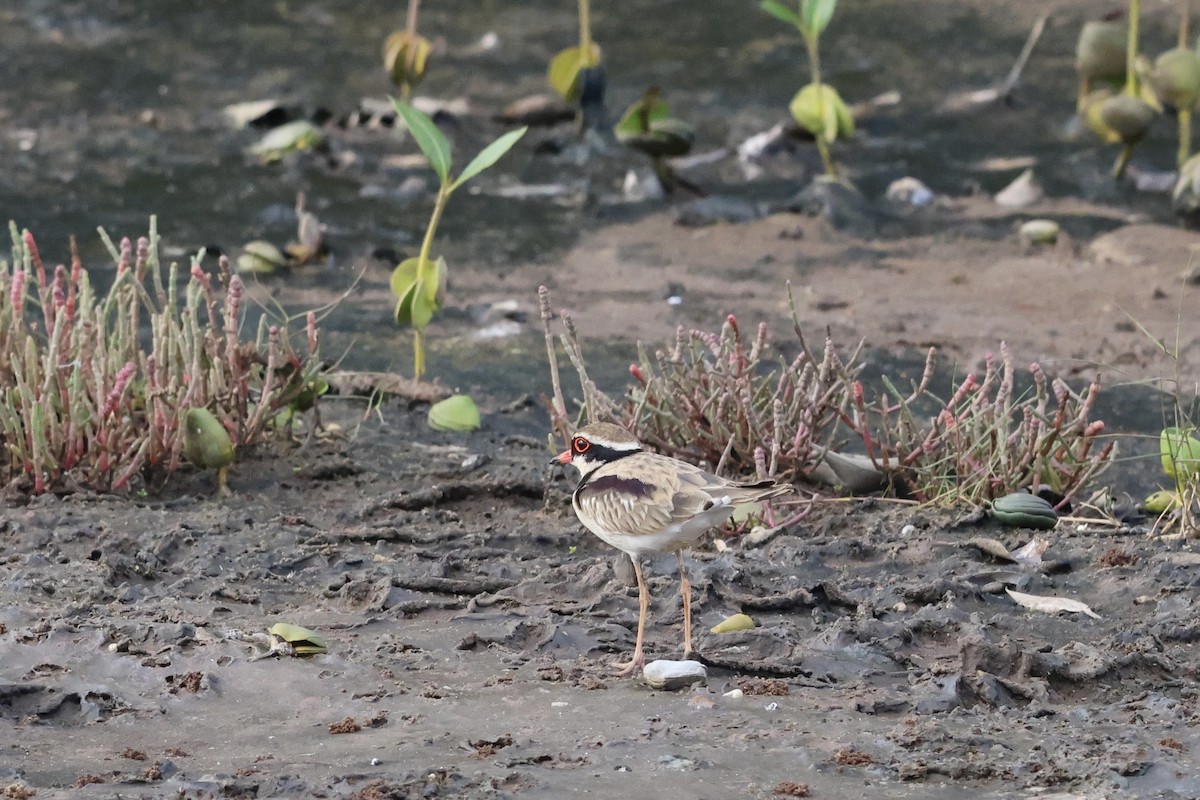 Black-fronted Dotterel - ML641427429