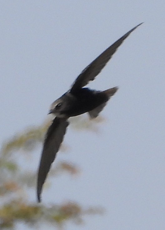 Little Swift - ML641427450