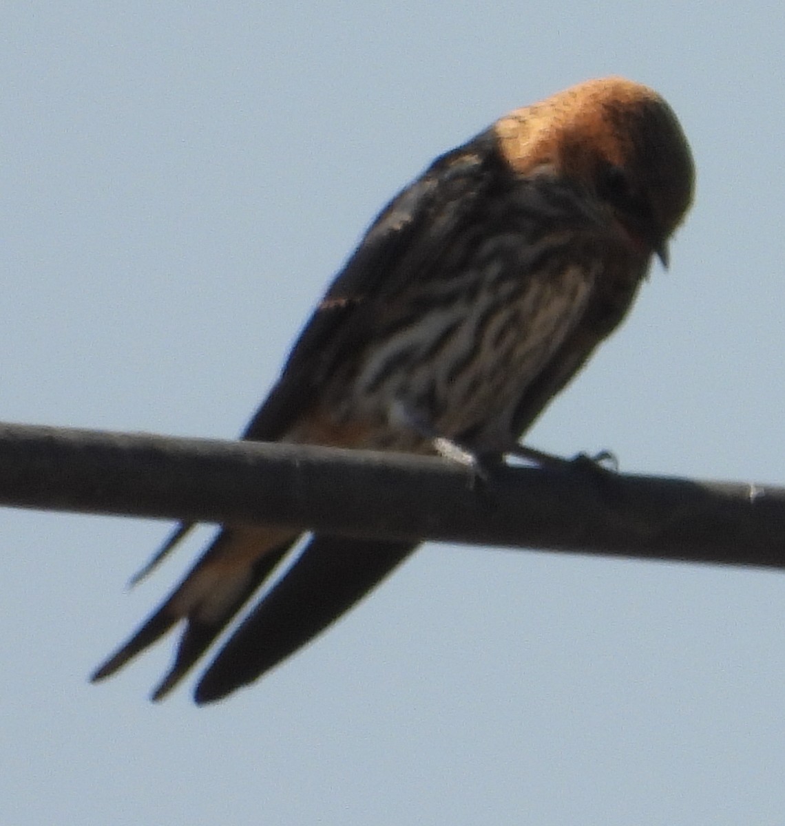 Lesser Striped Swallow - ML641427453
