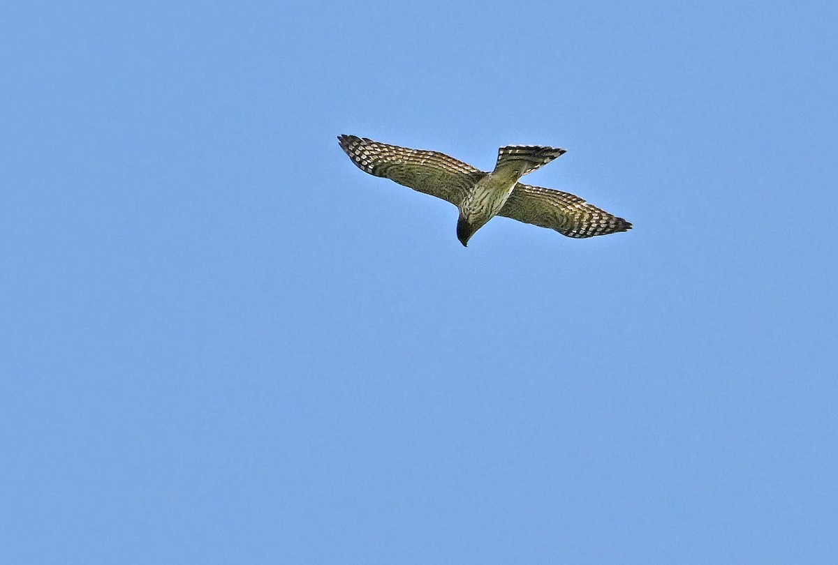 Sharp-shinned Hawk - ML641427454