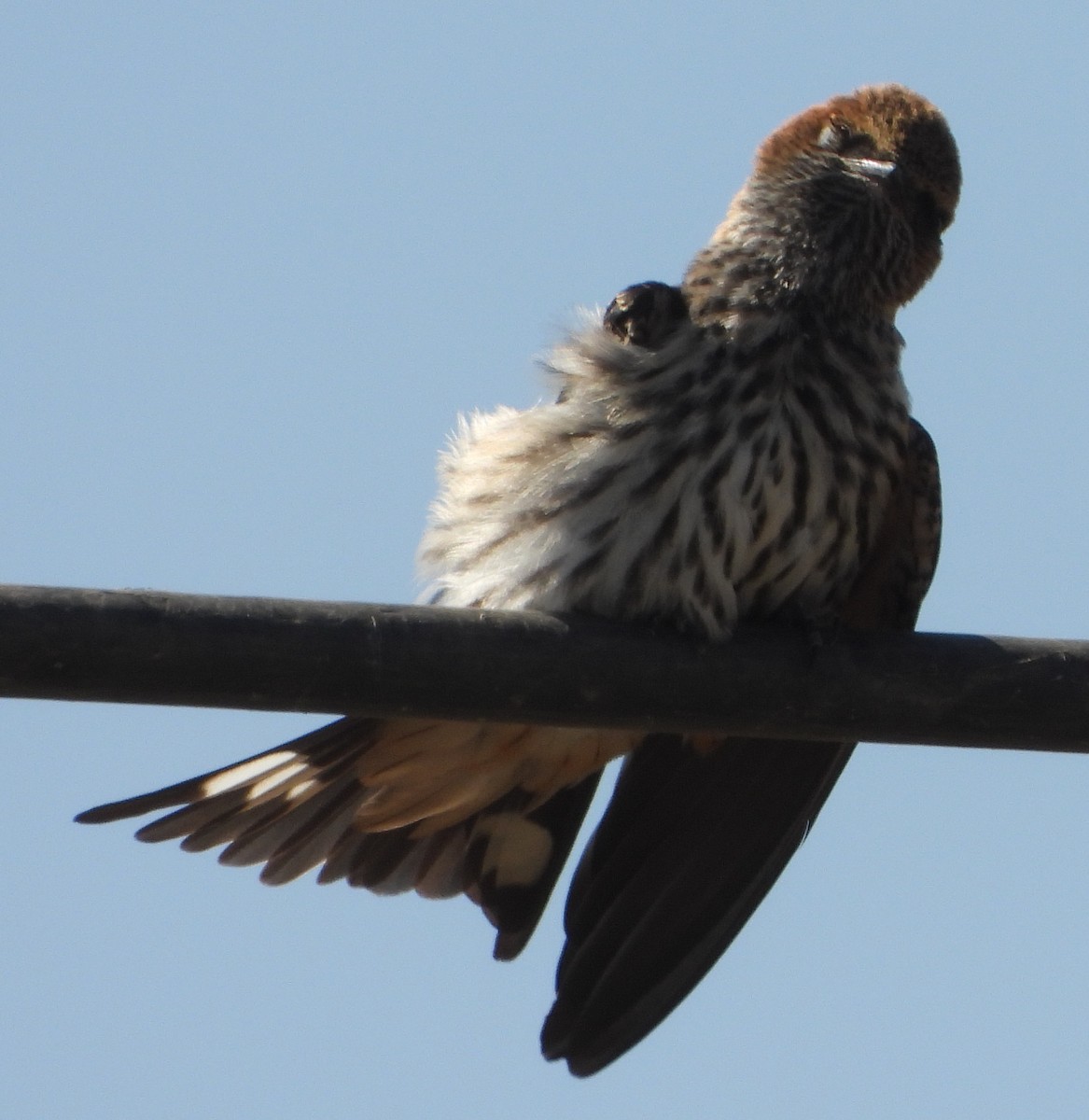 Lesser Striped Swallow - ML641427456