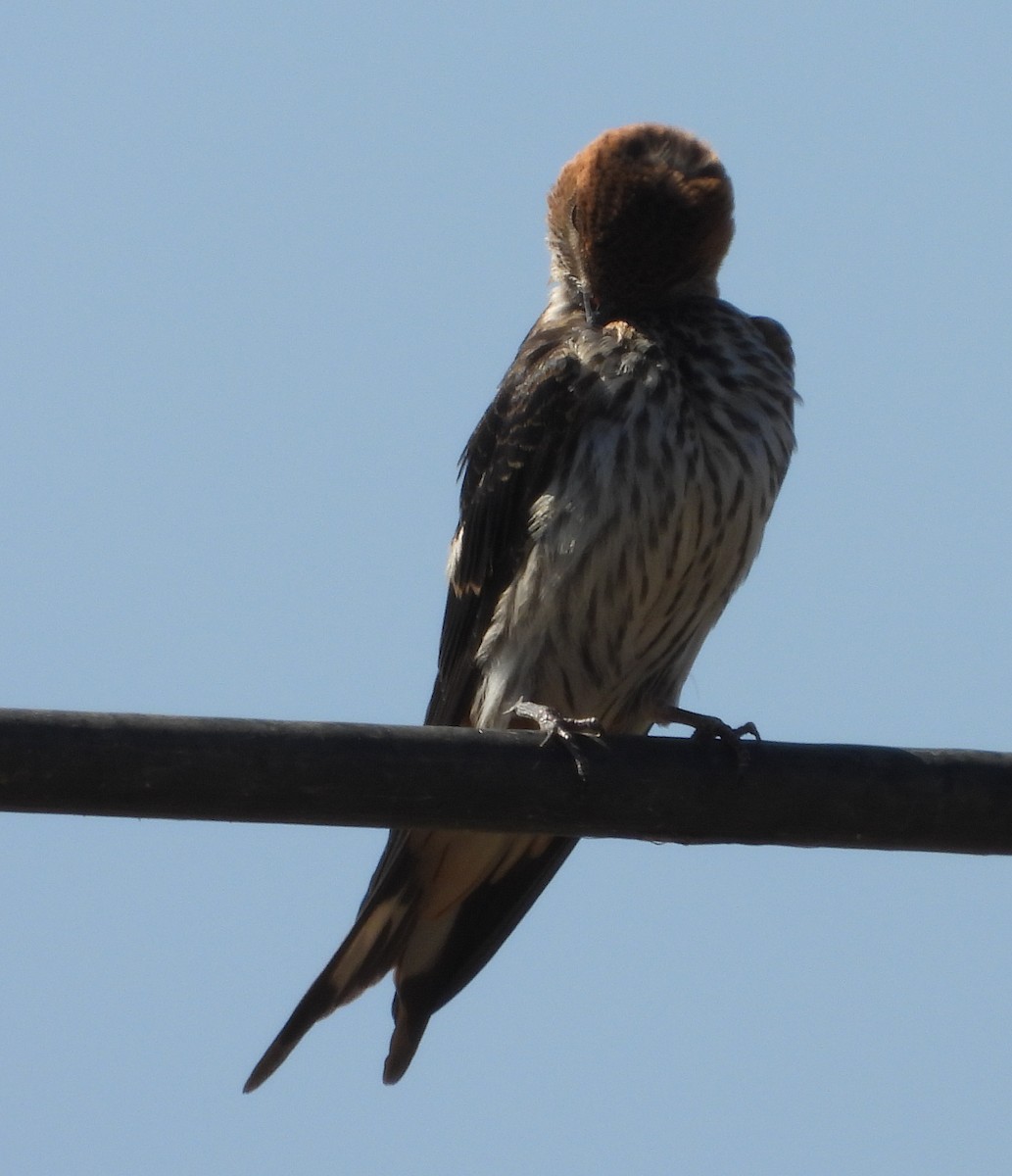 Lesser Striped Swallow - ML641427457