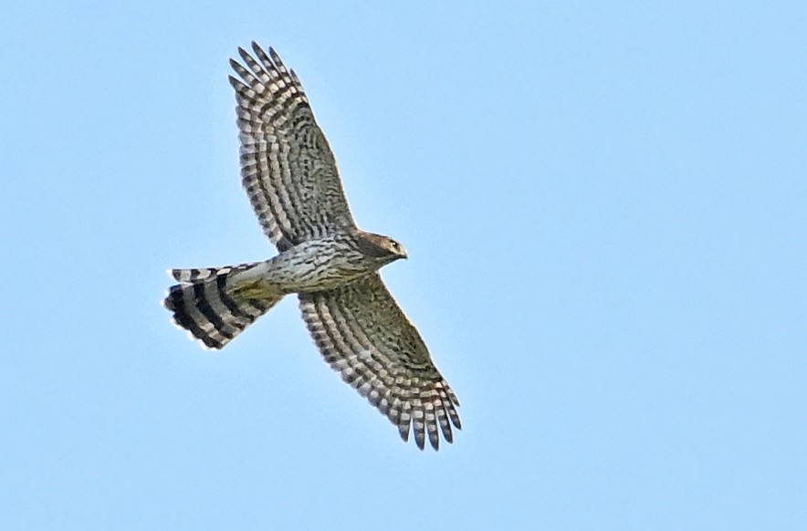 Sharp-shinned Hawk - ML641427459
