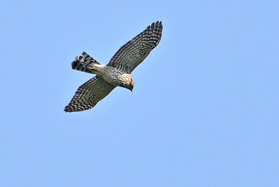Sharp-shinned Hawk - ML641427460