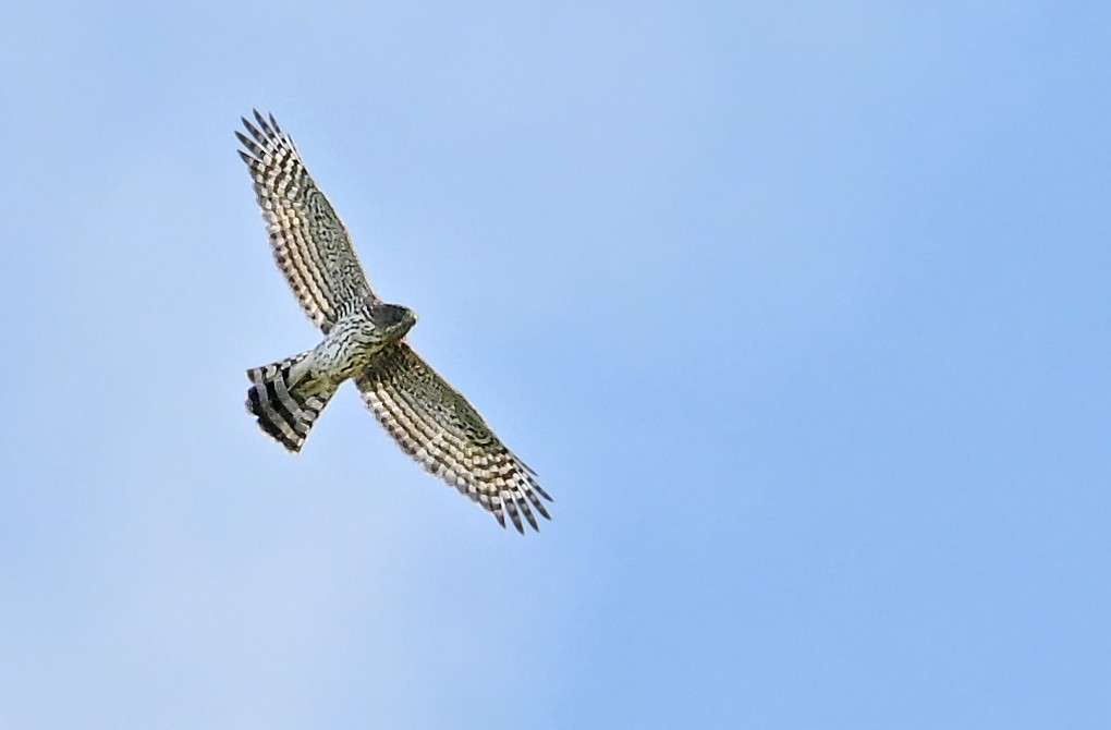 Sharp-shinned Hawk - ML641427461