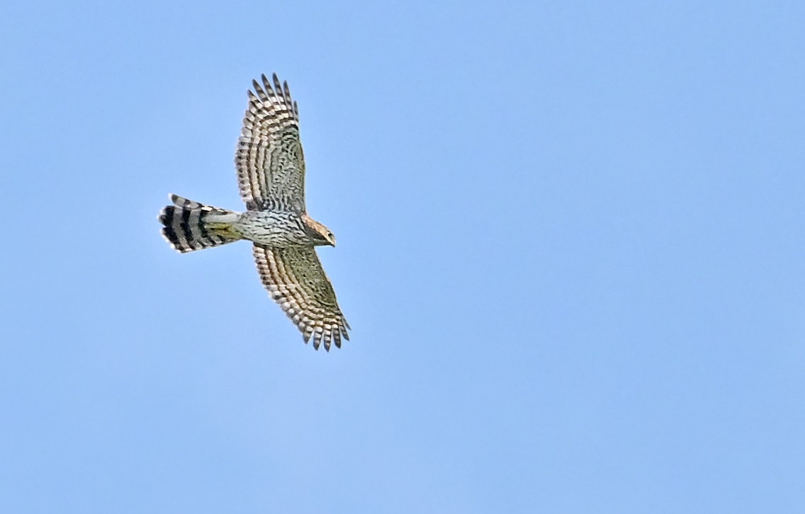 Sharp-shinned Hawk - ML641427462