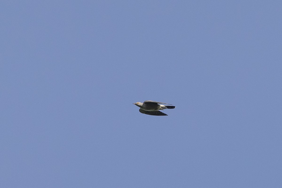 African Cuckoo - ML641427465