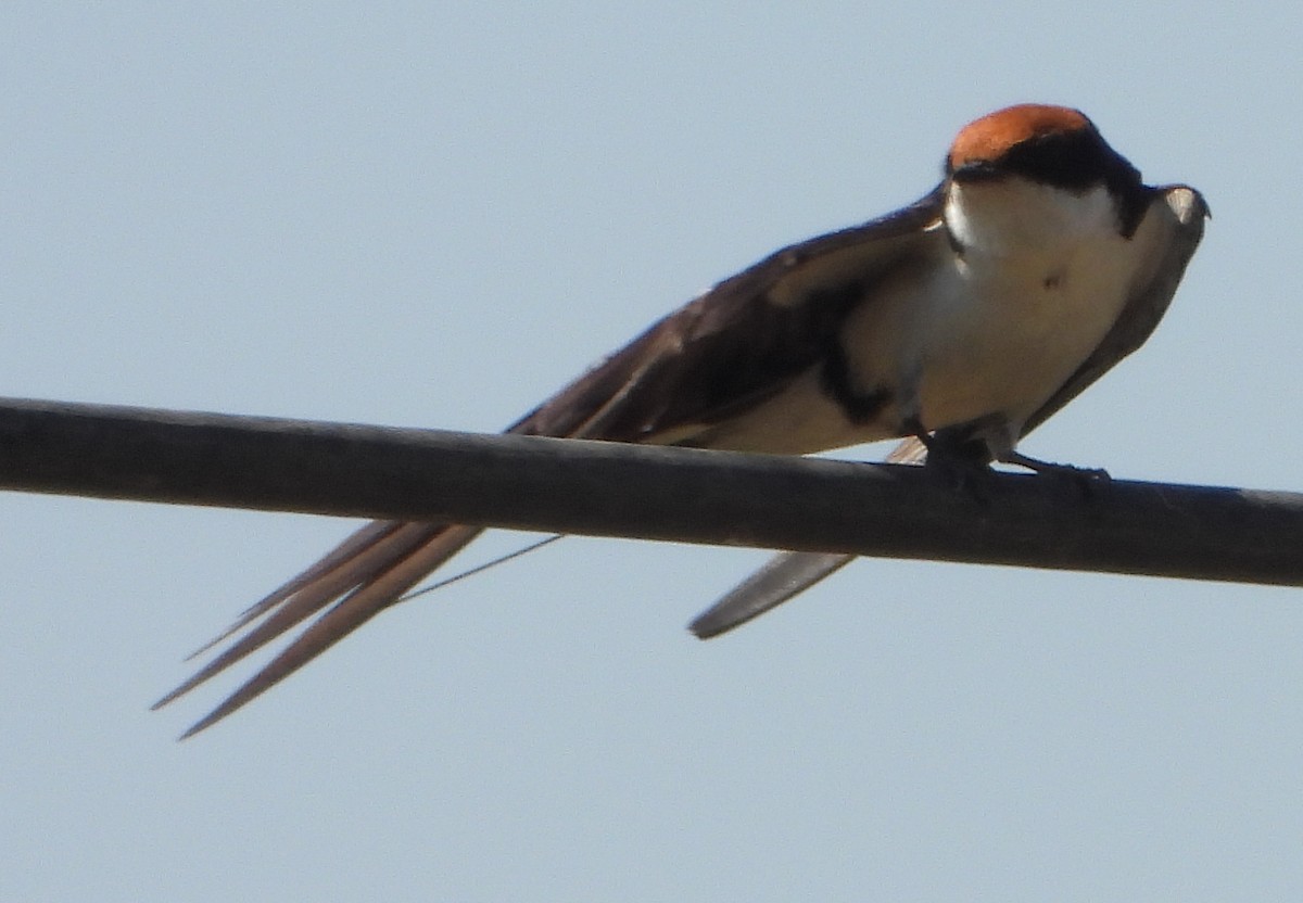 Wire-tailed Swallow - ML641427466