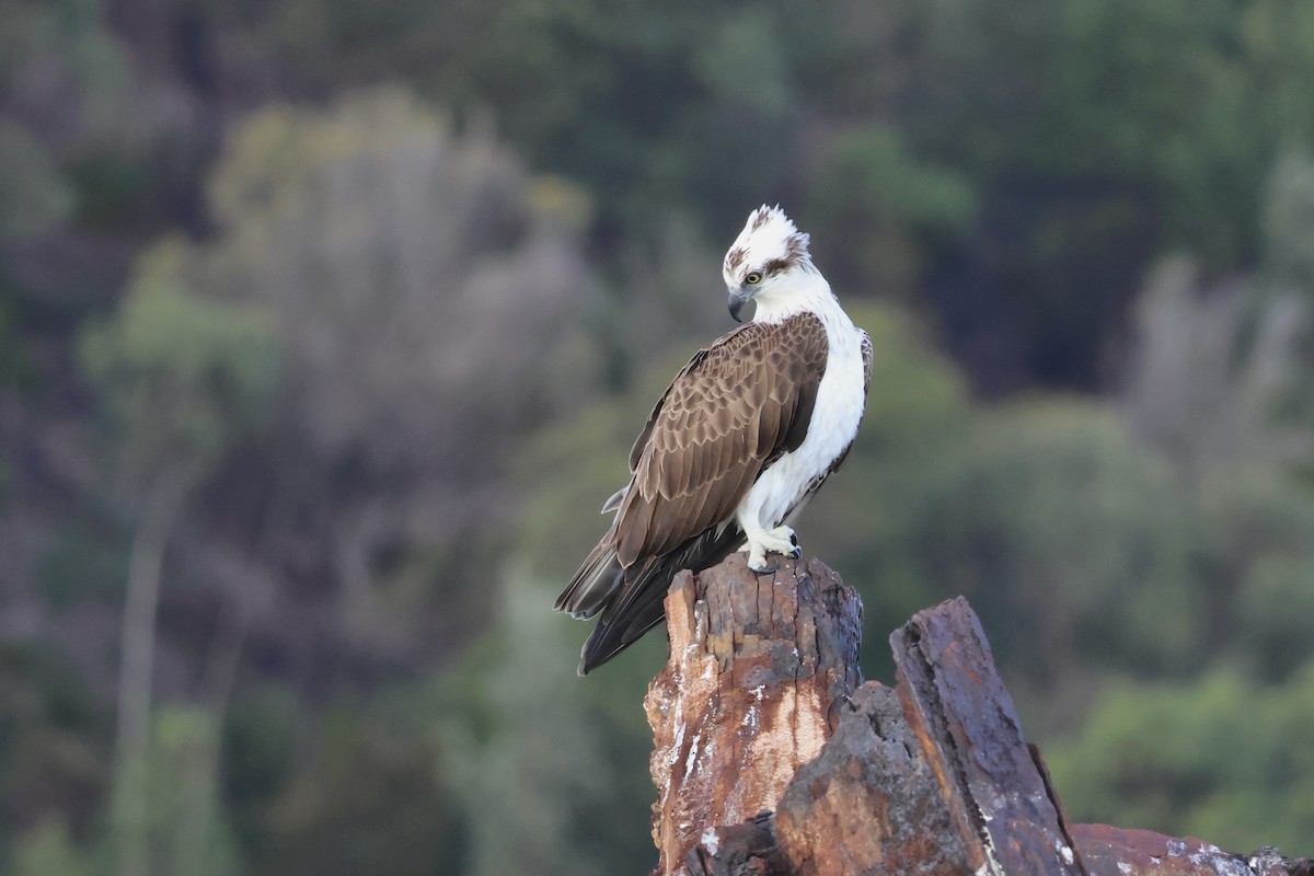 Osprey - ML641427476