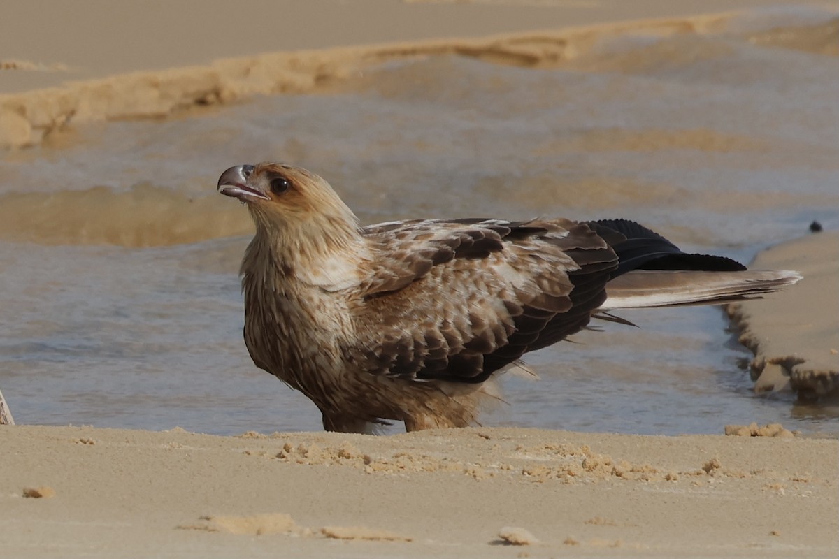 Whistling Kite - ML641427477