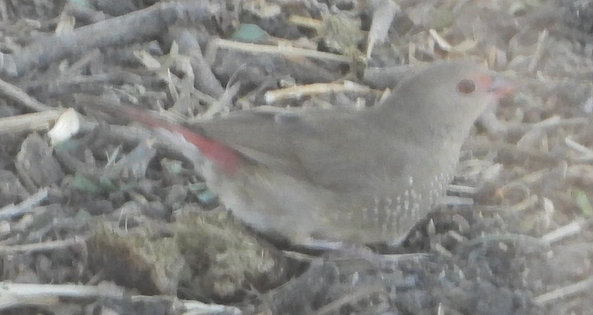 Red-billed Firefinch - ML641427479