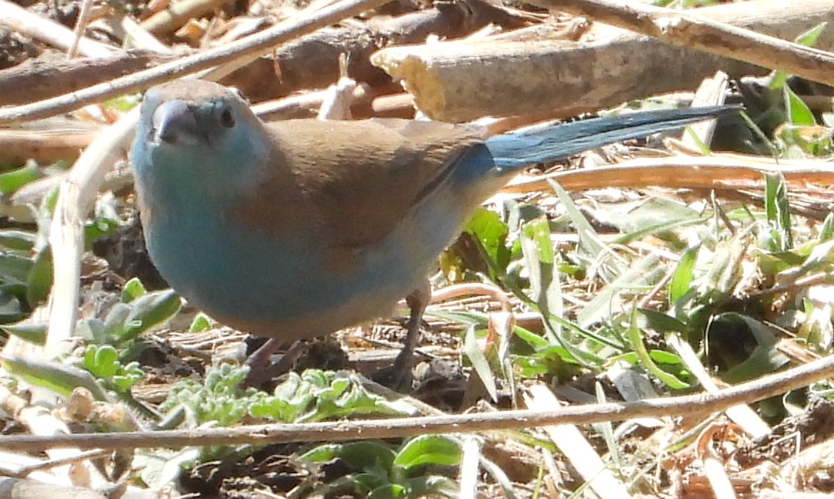 Southern Cordonbleu - ML641427480