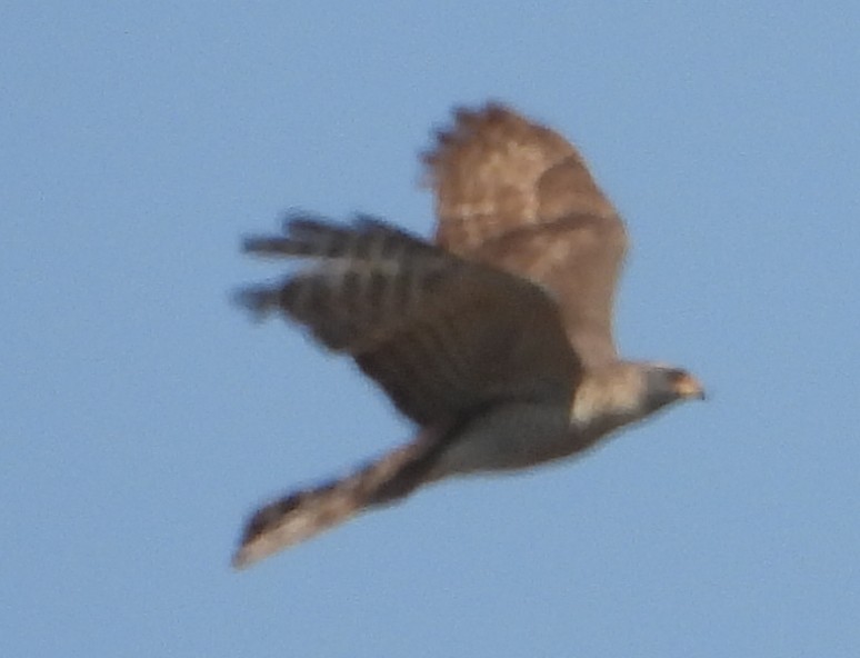 African Goshawk - ML641427483