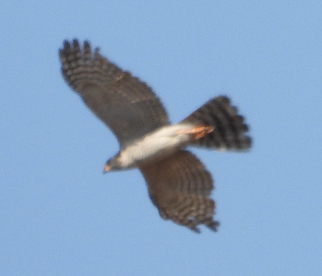 African Goshawk - ML641427484