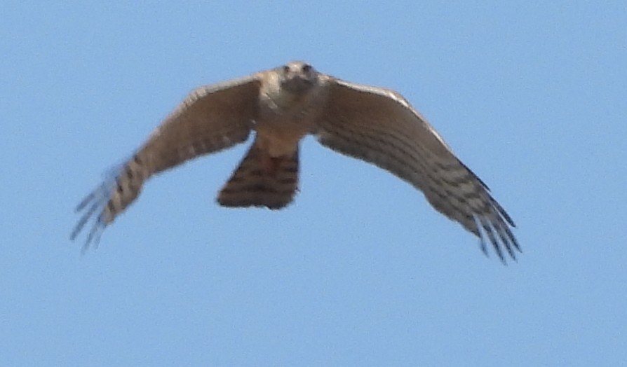 African Goshawk - ML641427485