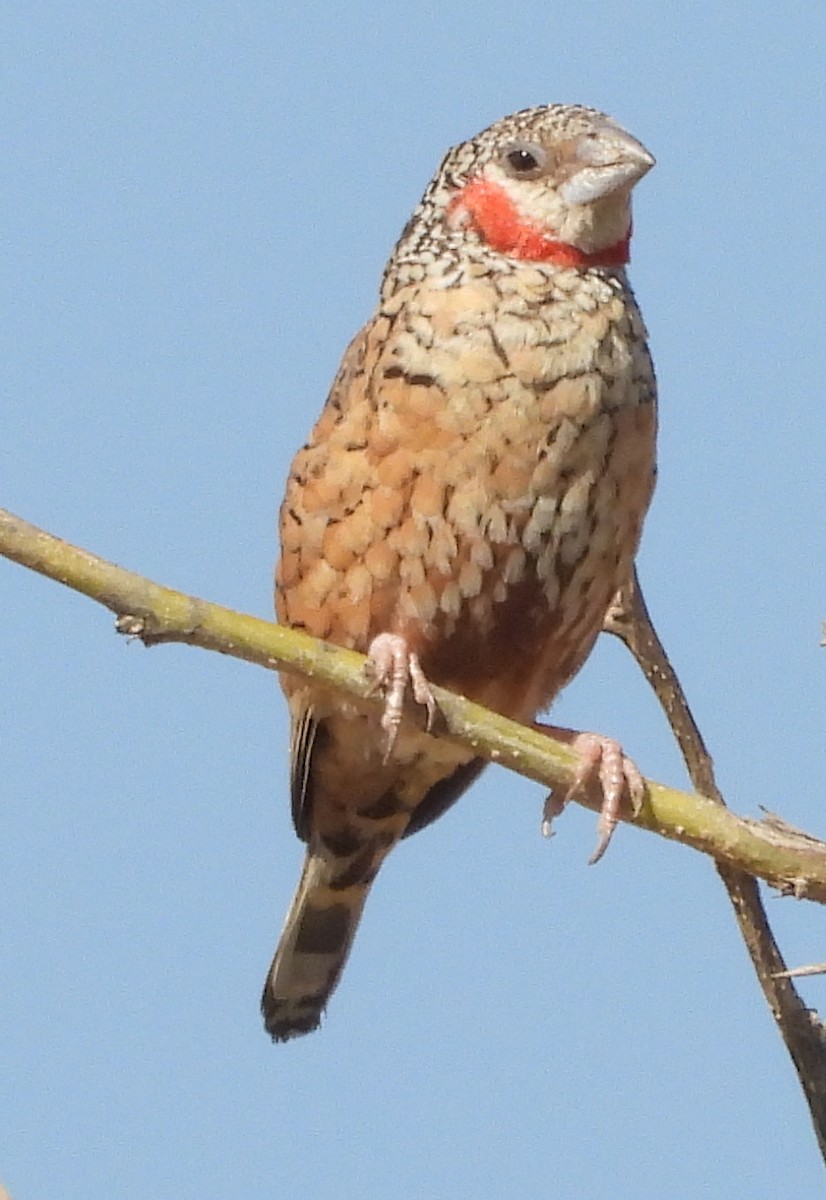 Cut-throat - ML641427487