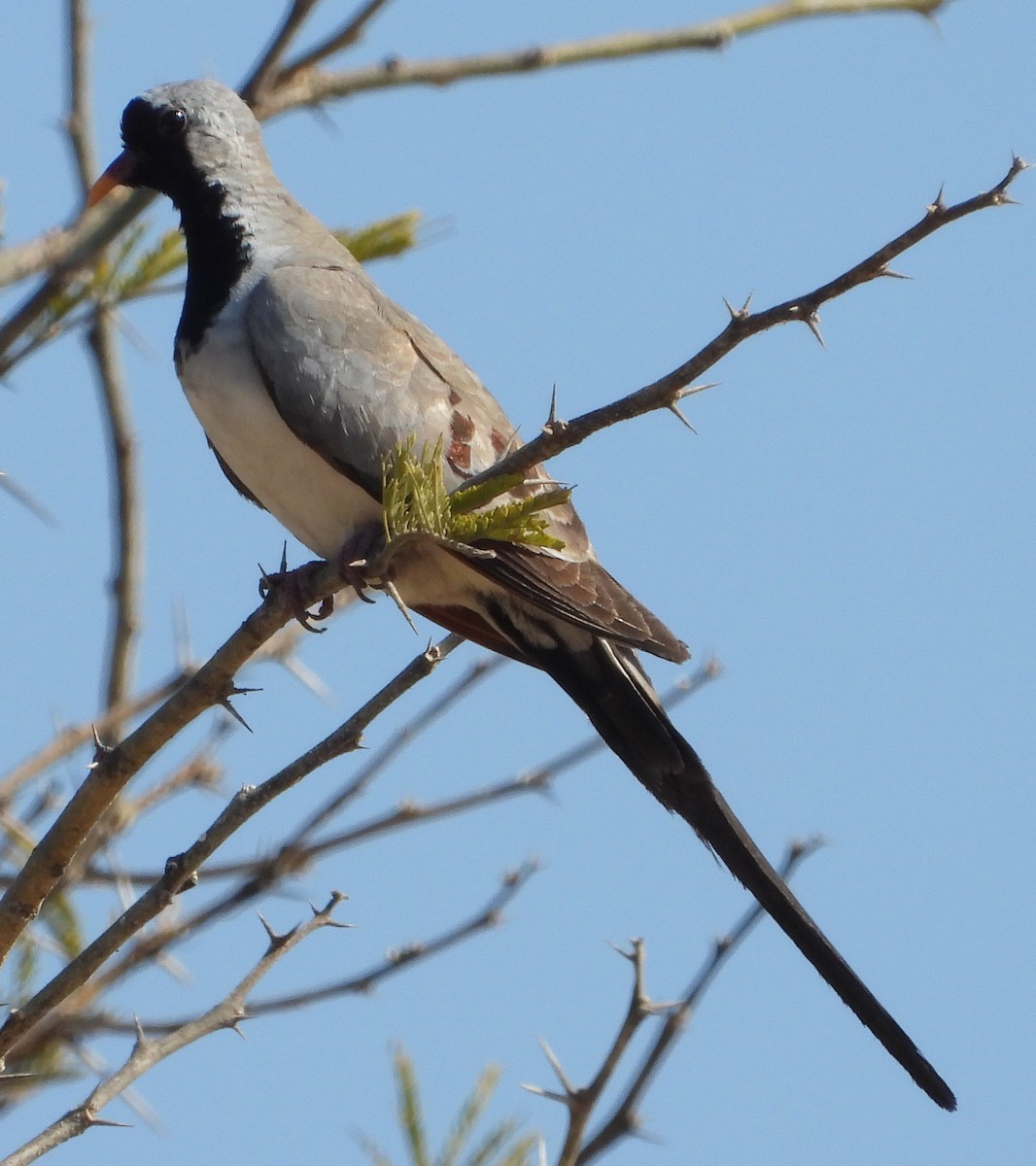 Namaqua Dove - ML641427490