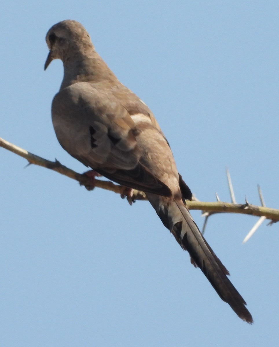 Namaqua Dove - ML641427491
